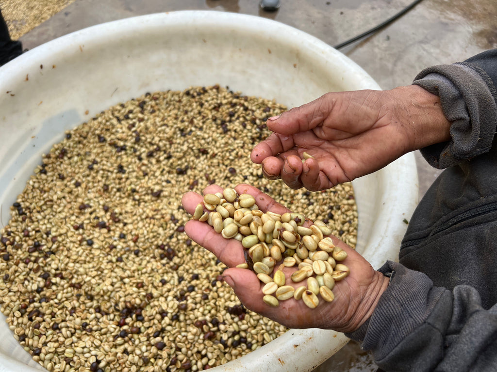DECAF MEXICO - Sierra Azul