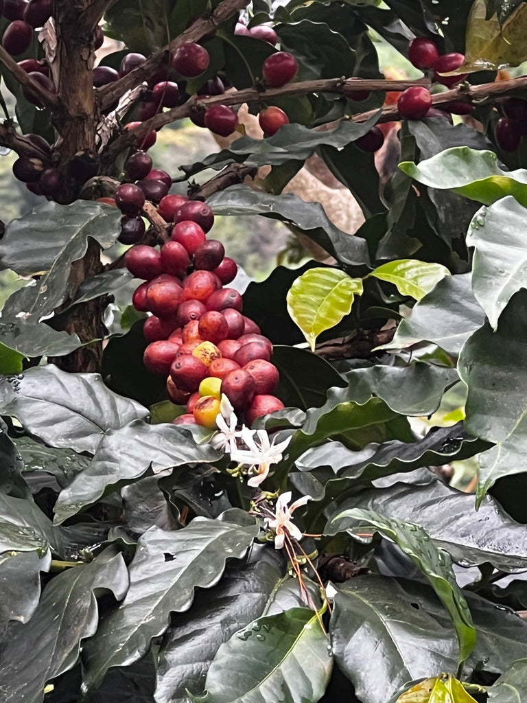 DECAF MEXICO - Sierra Azul