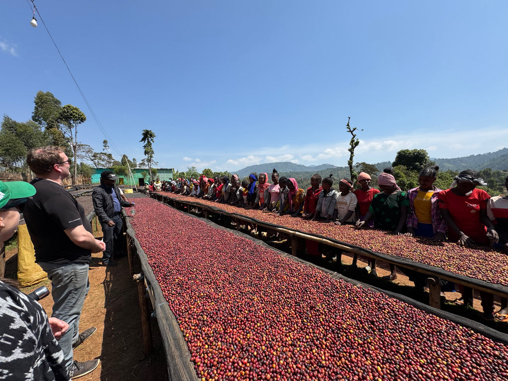 ETHIOPIA - Shanta Golba Natural