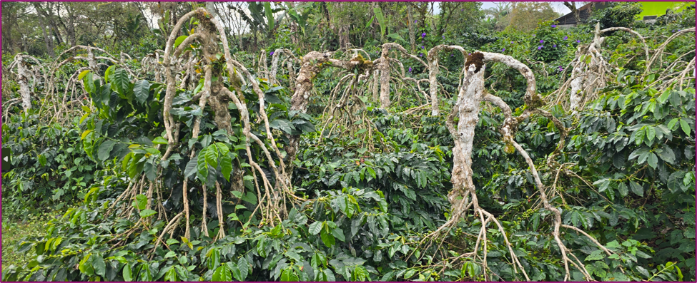 SUMATRA - Bahtera Wet-Hulled