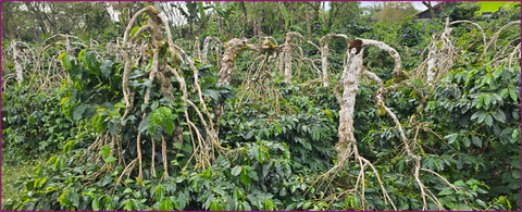 SUMATRA - Bahtera Wet-Hulled
