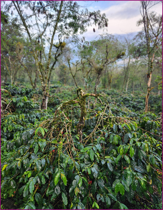 SUMATRA - Bahtera Wet-Hulled