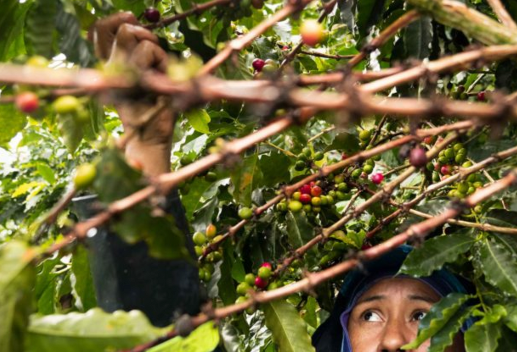 DECAF COLOMBIA - Magia del Campo