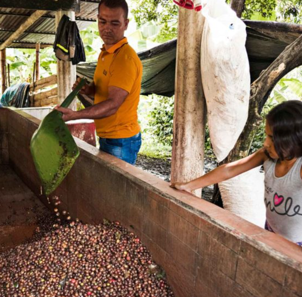 COLOMBIA - Magia del Campo