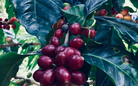 GUATEMALA - Flor de Maiz