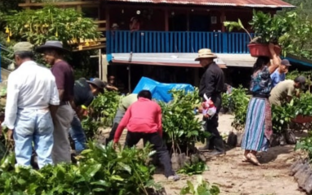 GUATEMALA - Flor de Maiz