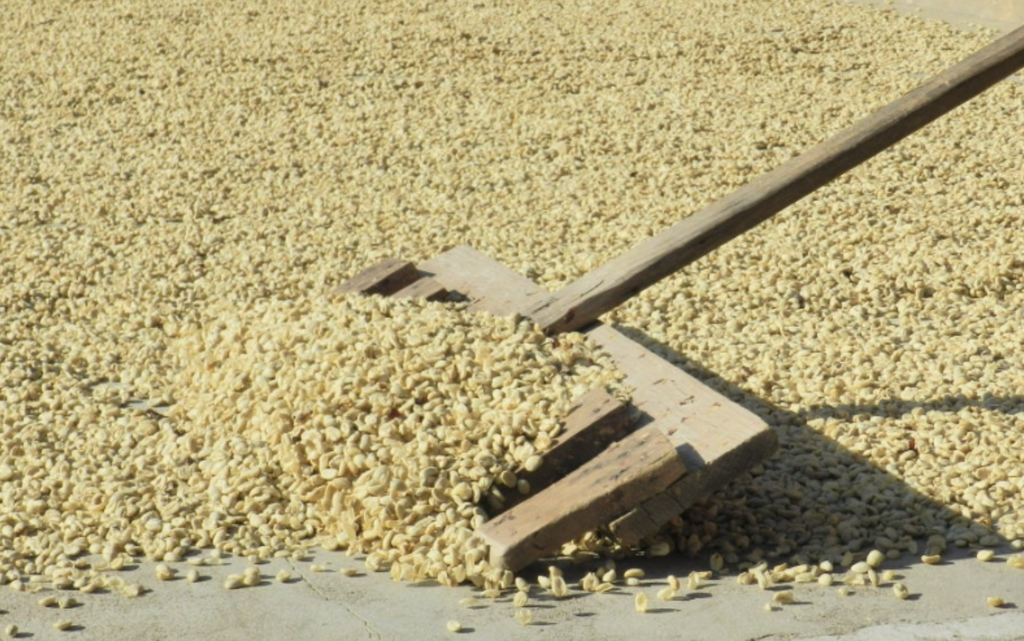 GUATEMALA - Flor de Maiz
