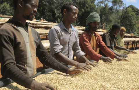 ETHIOPIA - Rako Washed