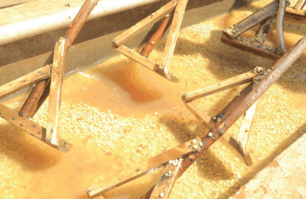 ETHIOPIA - Rako Washed