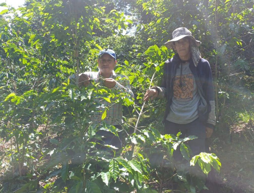 DECAF MEXICO - Rio Blanco