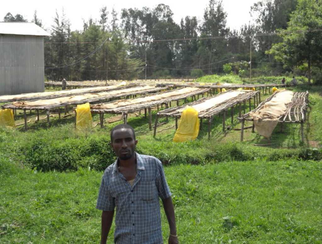 ETHIOPIA - Yukro Washed