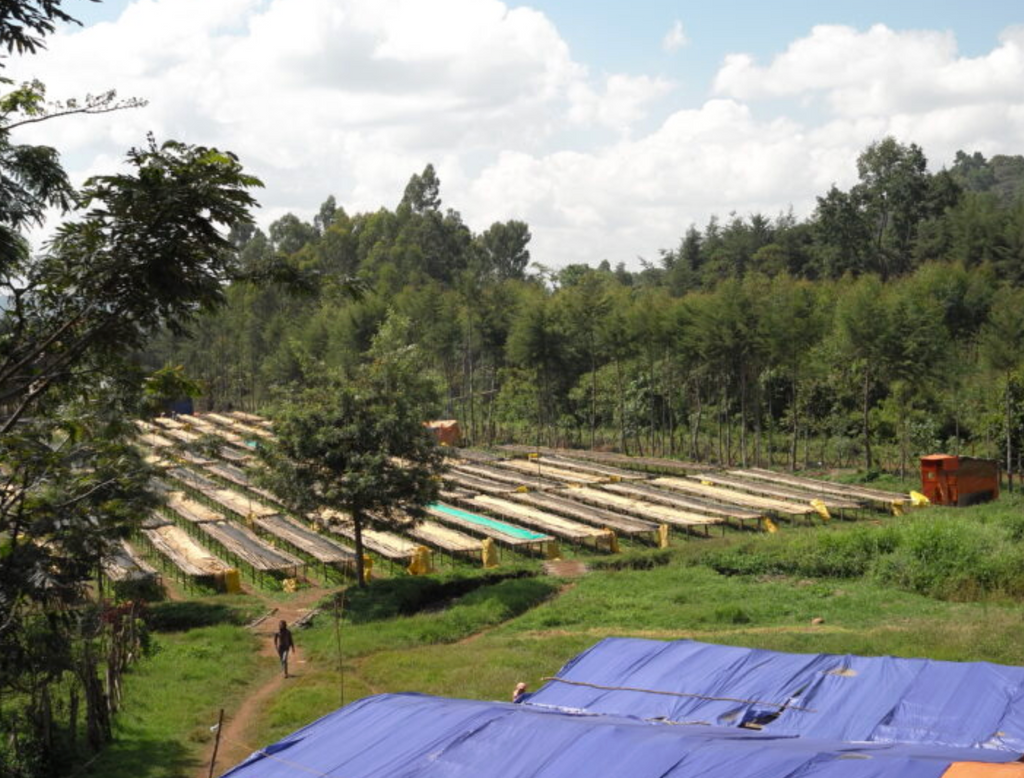 ETHIOPIA - Yukro Washed