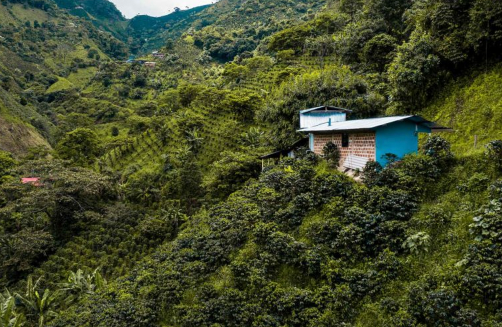 DECAF COLOMBIA - Tolima EA