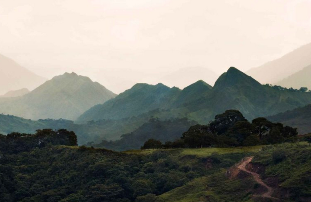 DECAF COLOMBIA - Tolima EA