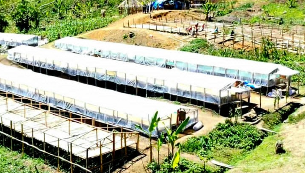 PAPUA NEW GUINEA - Kinmuga PB