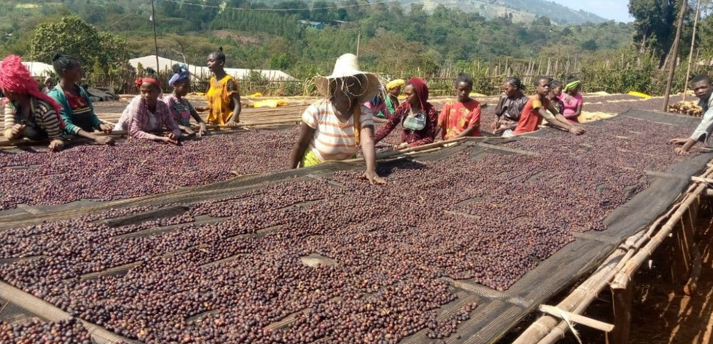 ETHIOPIA - Oromia Union Washed