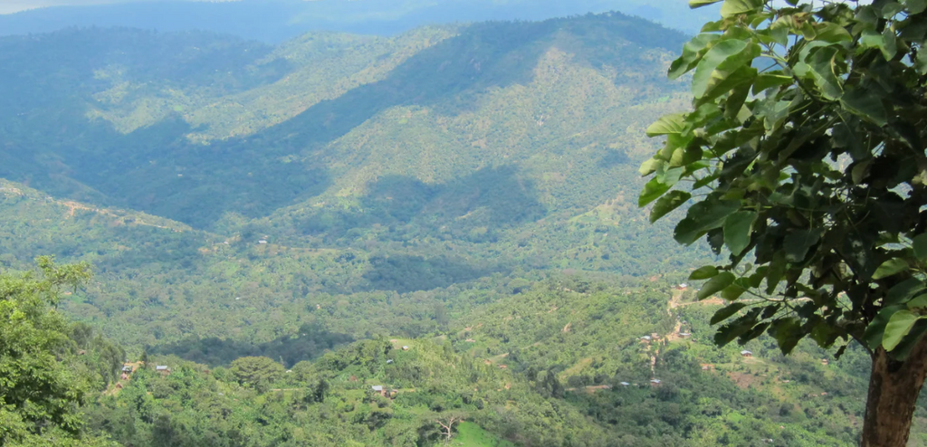 ETHIOPIA - Oromia Union Washed