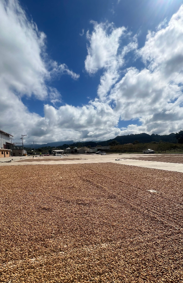 DECAF HONDURAS - Copán SWP