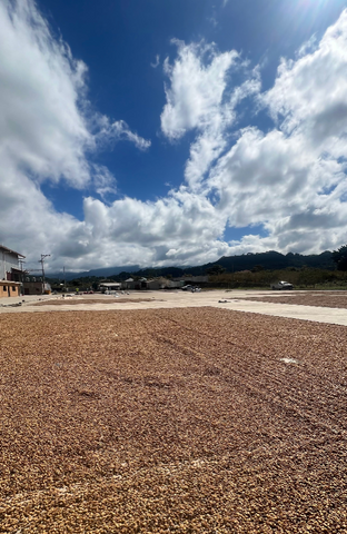DECAF HONDURAS - Copán SWP