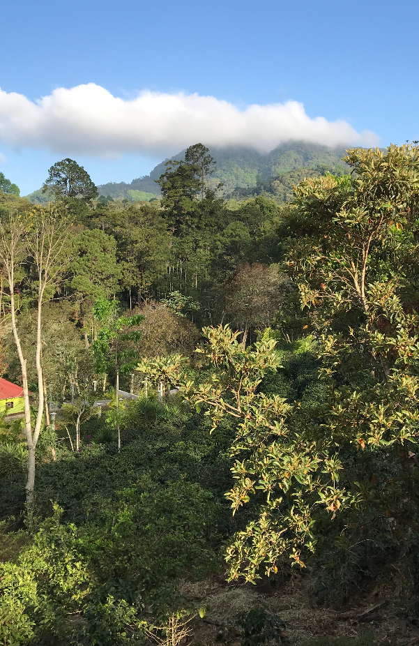 DECAF HONDURAS - Copán SWP