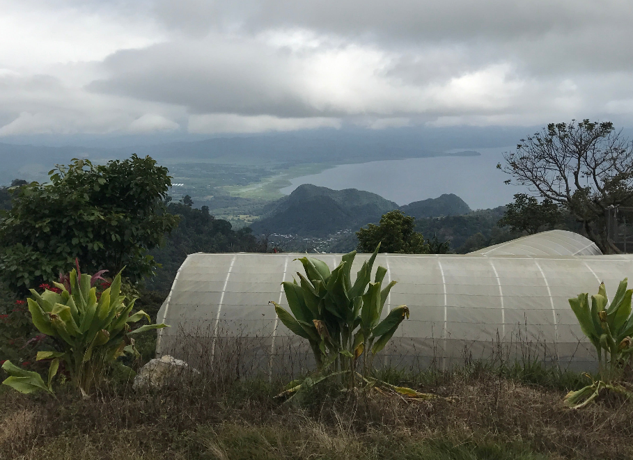DECAF HONDURAS - Copán SWP