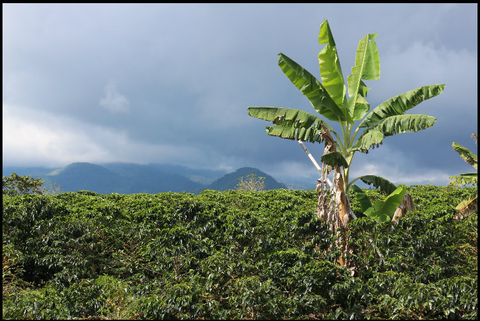 COLOMBIA - Asobombo