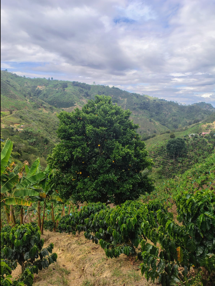 COLOMBIA - La Candelaria Natural