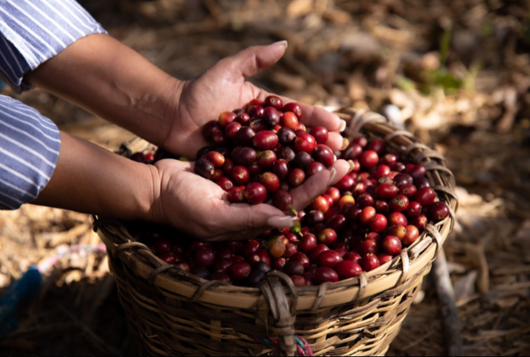 HONDURAS - La Labor
