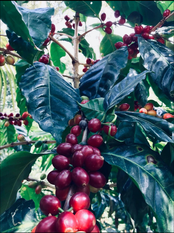 MEXICO - Chiapas