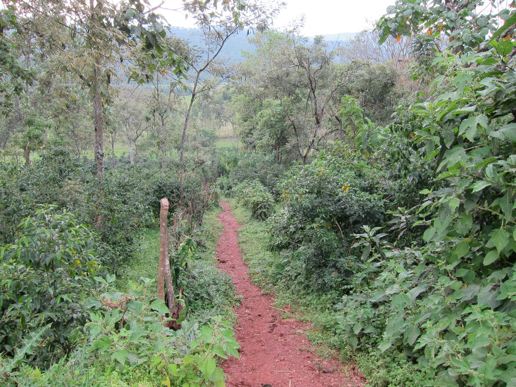 ETHIOPIA - Misty Valley Natural